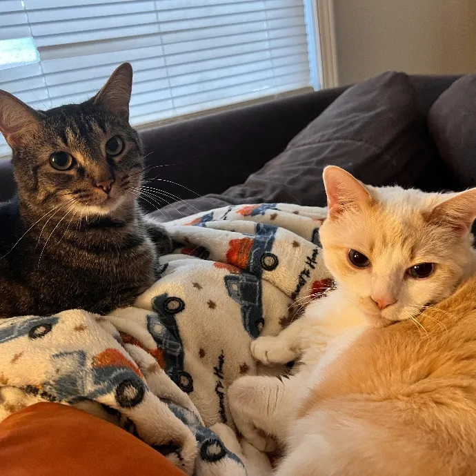 Holly Your Hospitable Cat Helper