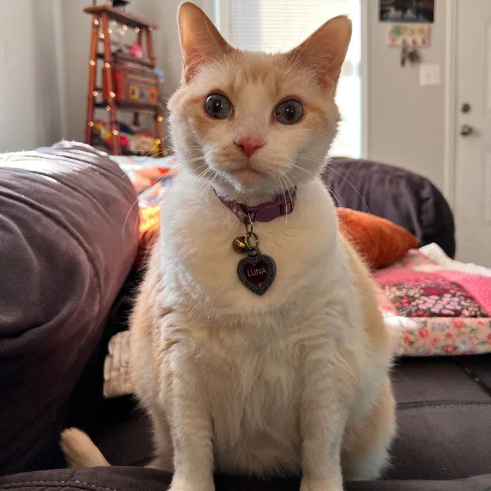 Holly Your Hospitable Cat Helper