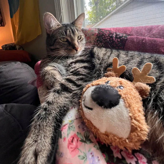 Holly Your Hospitable Cat Helper