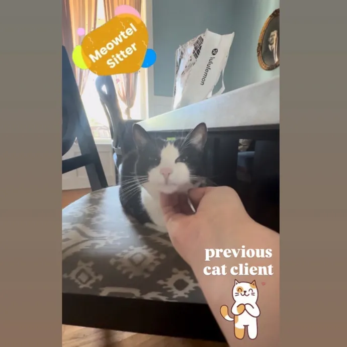 Holly Your Hospitable Cat Helper