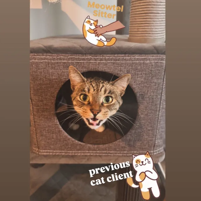 Holly Your Hospitable Cat Helper