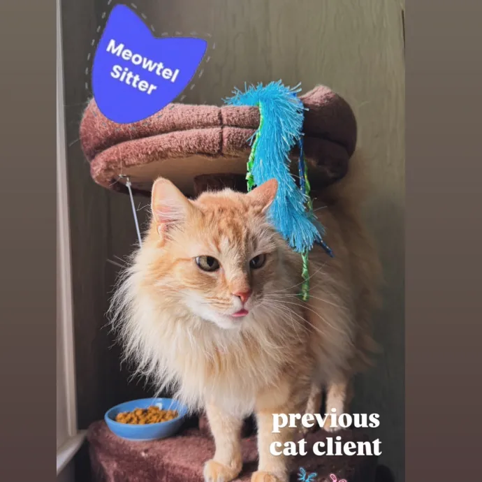 Holly Your Hospitable Cat Helper