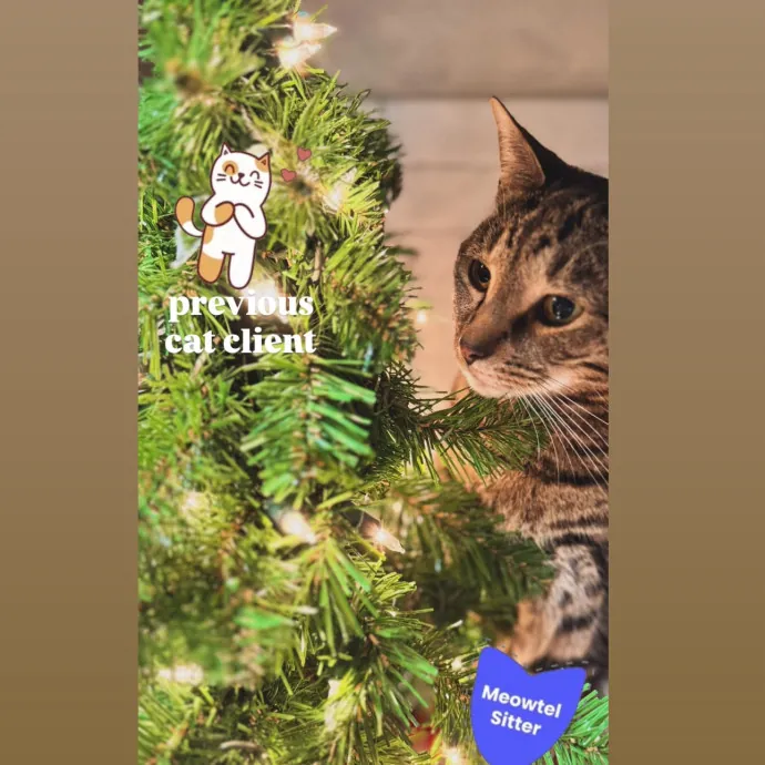 Holly Your Hospitable Cat Helper