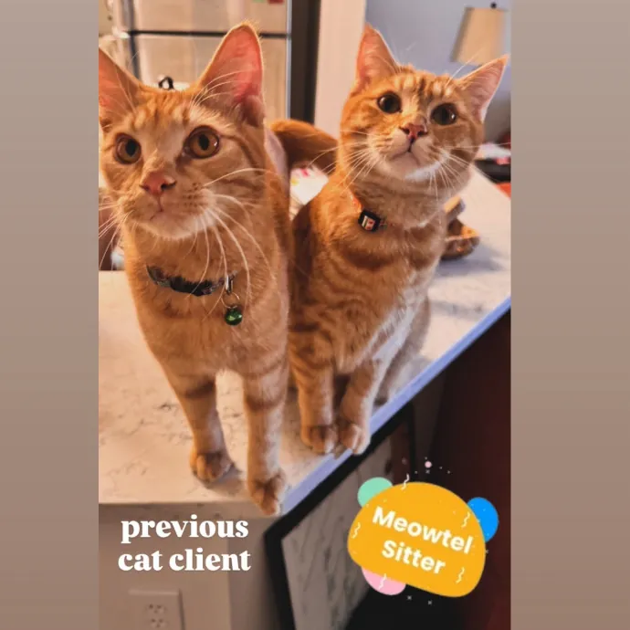 Holly Your Hospitable Cat Helper