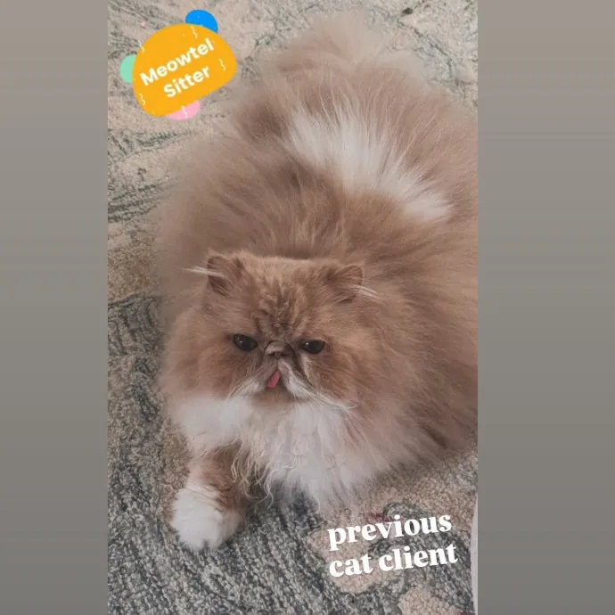 Holly Your Hospitable Cat Helper