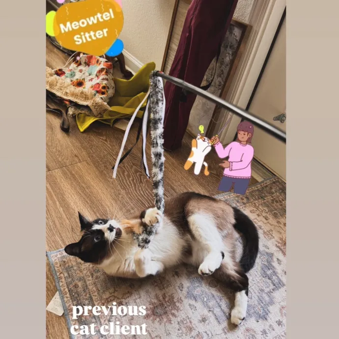 Holly Your Hospitable Cat Helper