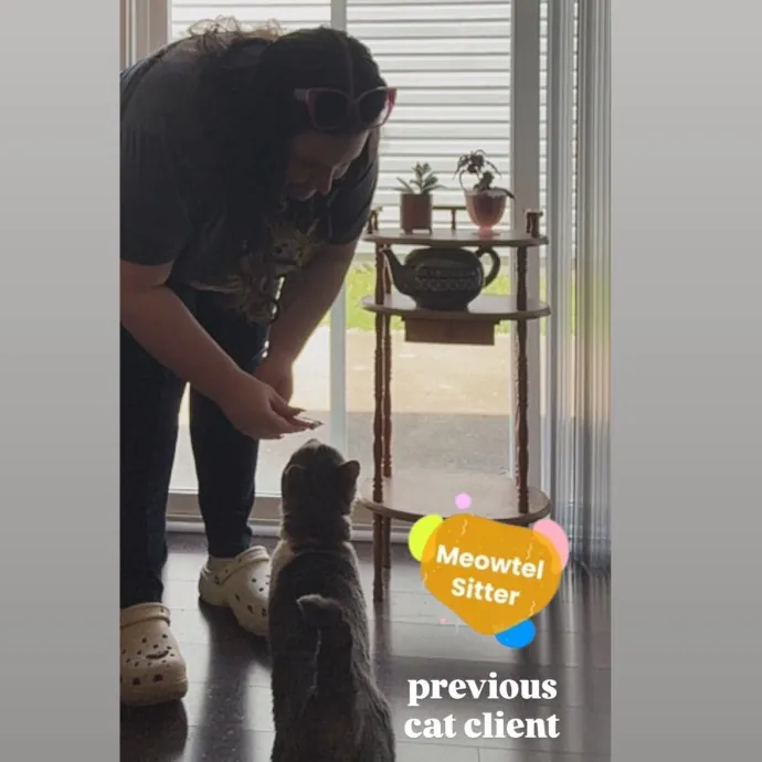 Holly Your Hospitable Cat Helper