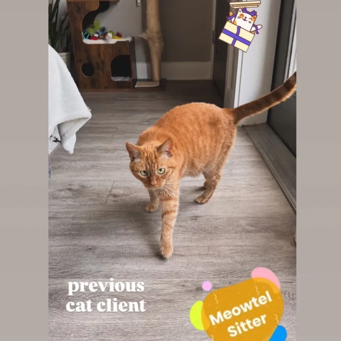 Holly Your Hospitable Cat Helper