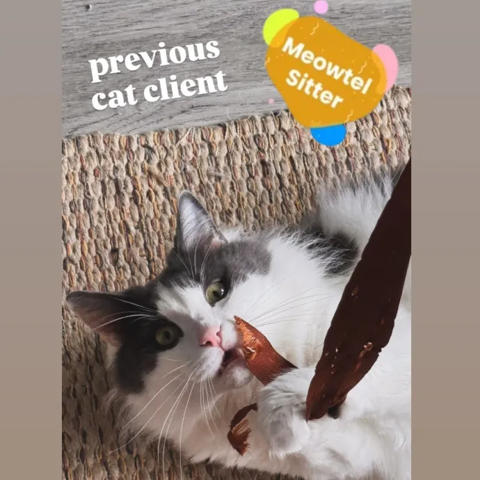 Holly Your Hospitable Cat Helper photo 4