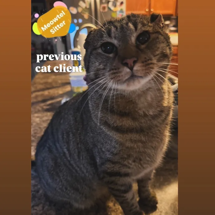 Holly Your Hospitable Cat Helper photo 3