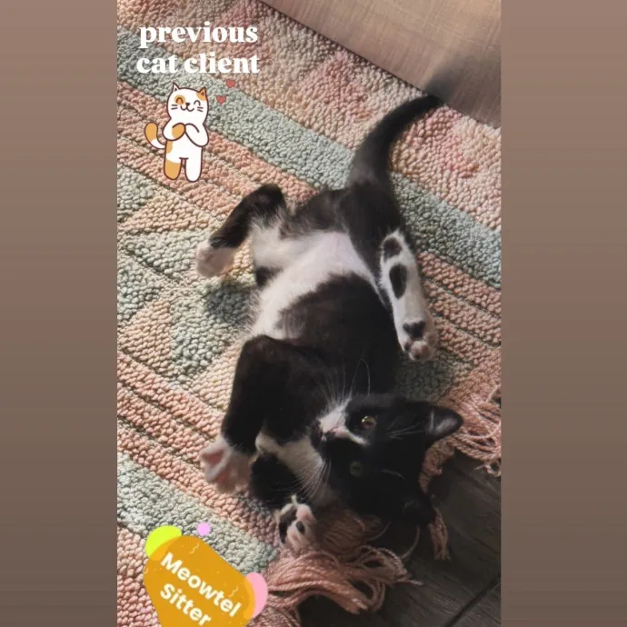 Holly Your Hospitable Cat Helper photo 2