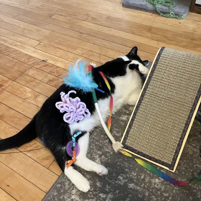 Kind Caring Cat Enthusiast
