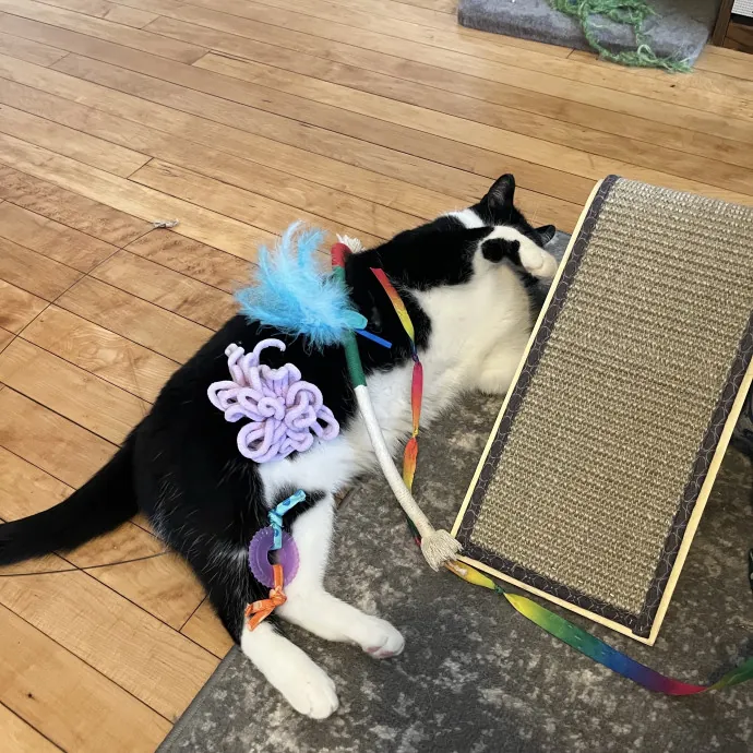 Kind Caring Cat Enthusiast