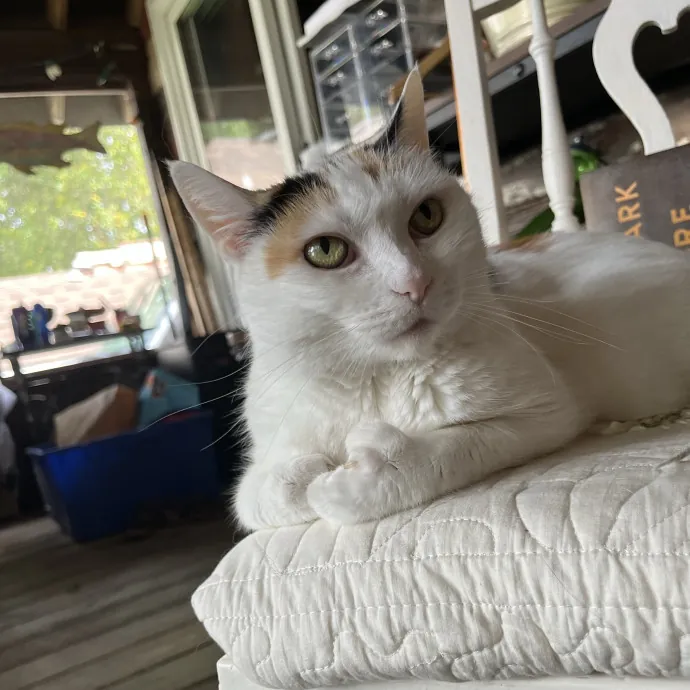 Kind Caring Cat Enthusiast