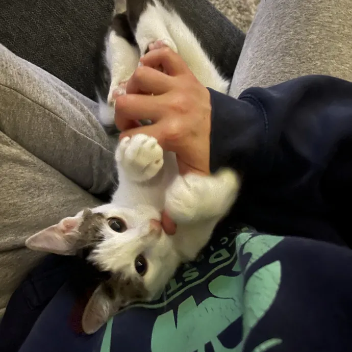 Kind Caring Cat Enthusiast