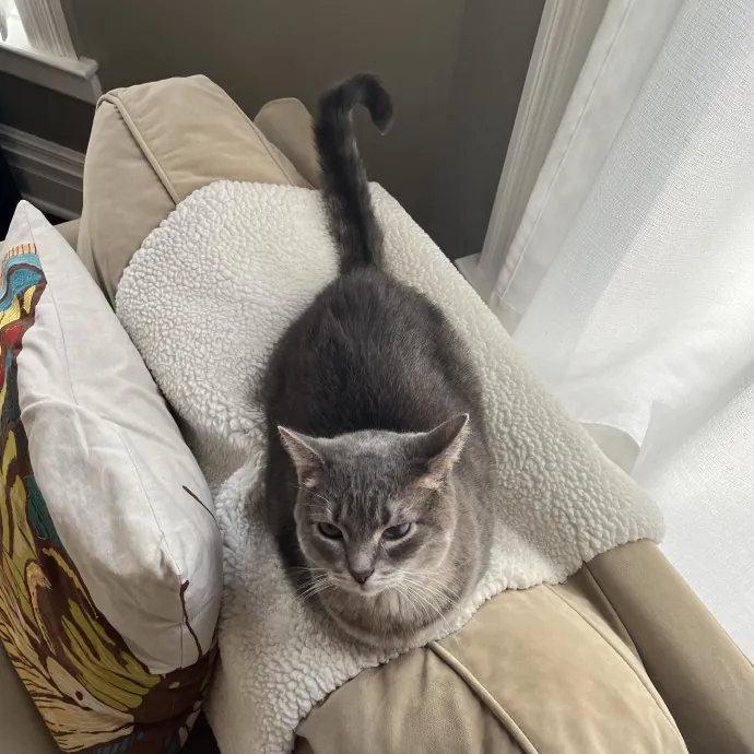 Kind Caring Cat Enthusiast