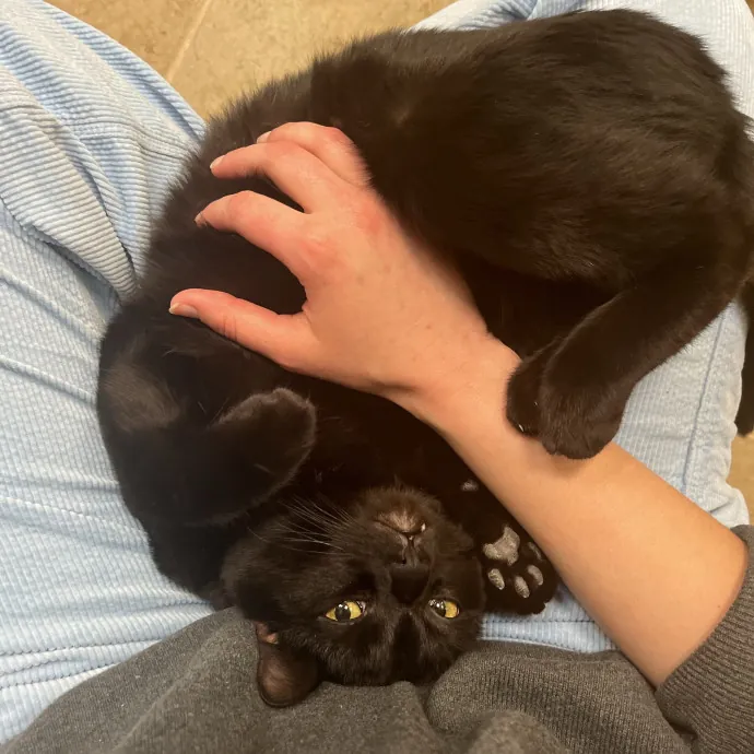 Kind Caring Cat Enthusiast