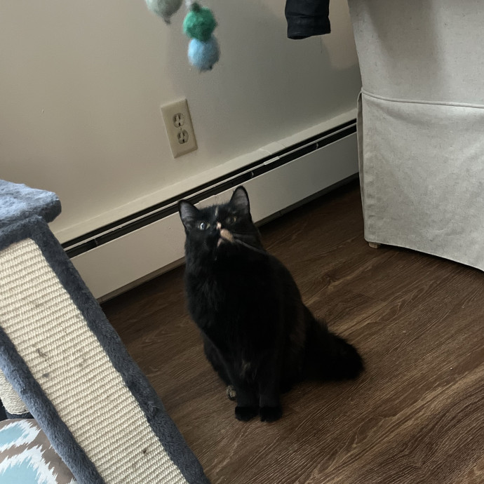 Kind Caring Cat Enthusiast