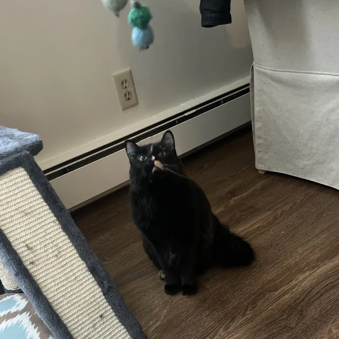 Kind Caring Cat Enthusiast