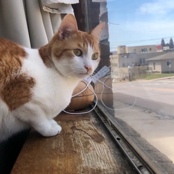 Kind Caring Cat Enthusiast