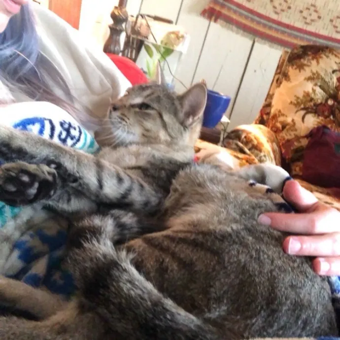 Kind Caring Cat Enthusiast