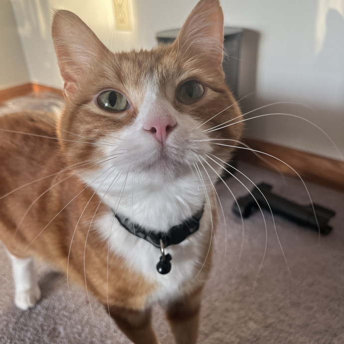 Kind Caring Cat Enthusiast