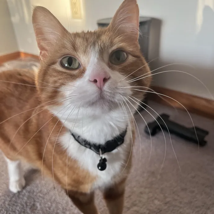 Kind Caring Cat Enthusiast