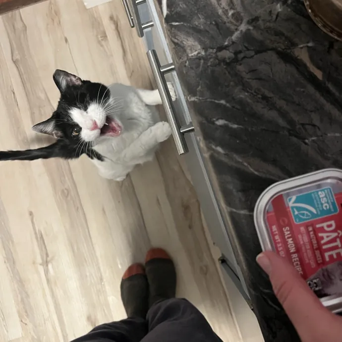 Kind Caring Cat Enthusiast