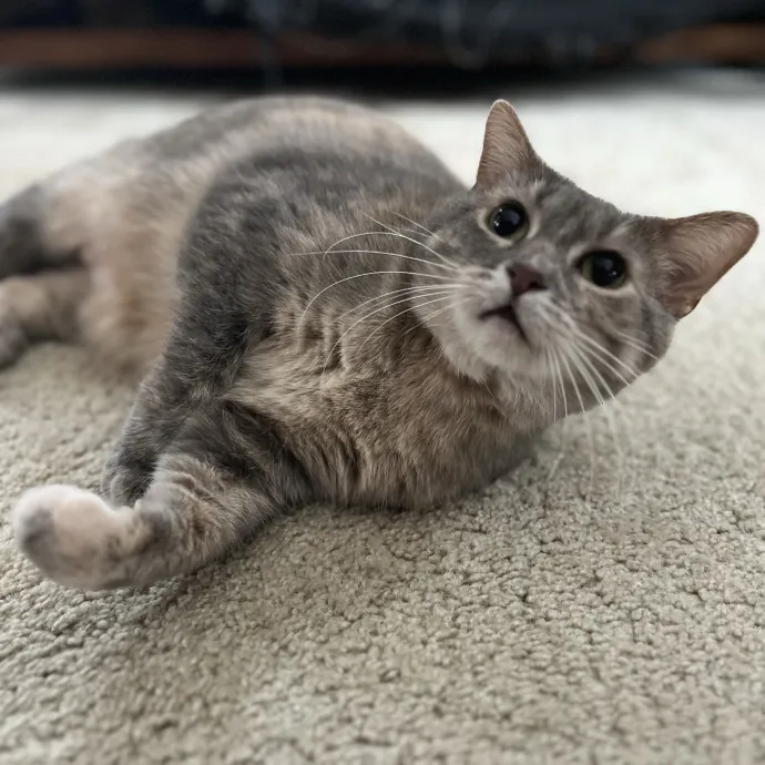 Kind Caring Cat Enthusiast