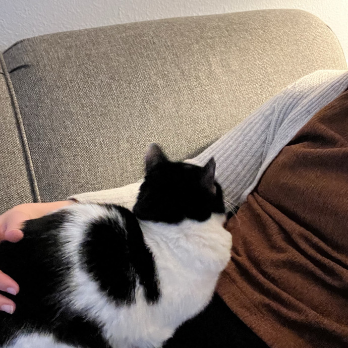 Kind Caring Cat Enthusiast