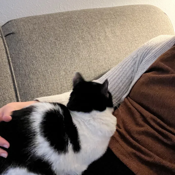 Kind Caring Cat Enthusiast