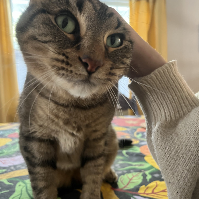 Kind Caring Cat Enthusiast