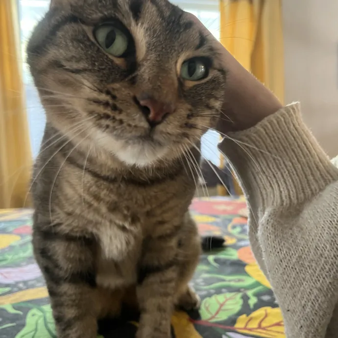 Kind Caring Cat Enthusiast