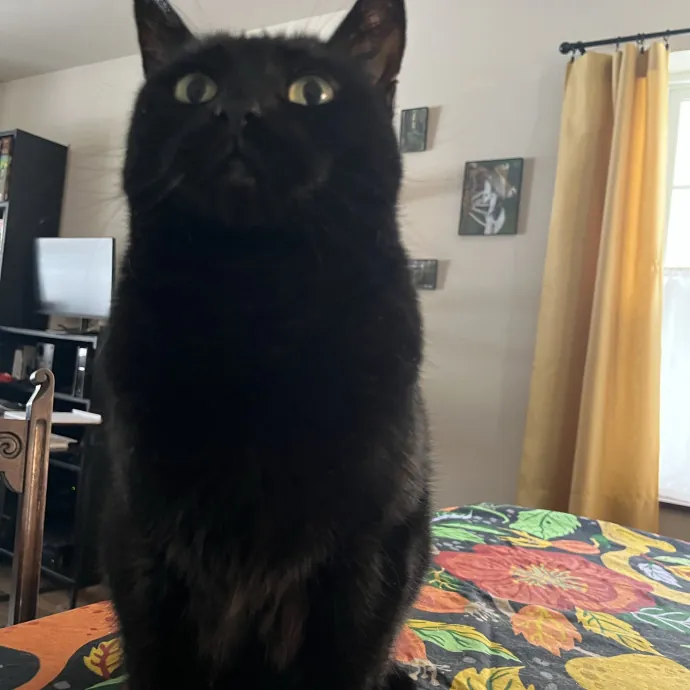 Kind Caring Cat Enthusiast