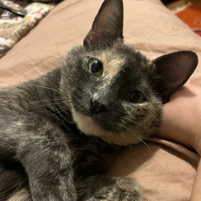 Kind Caring Cat Enthusiast