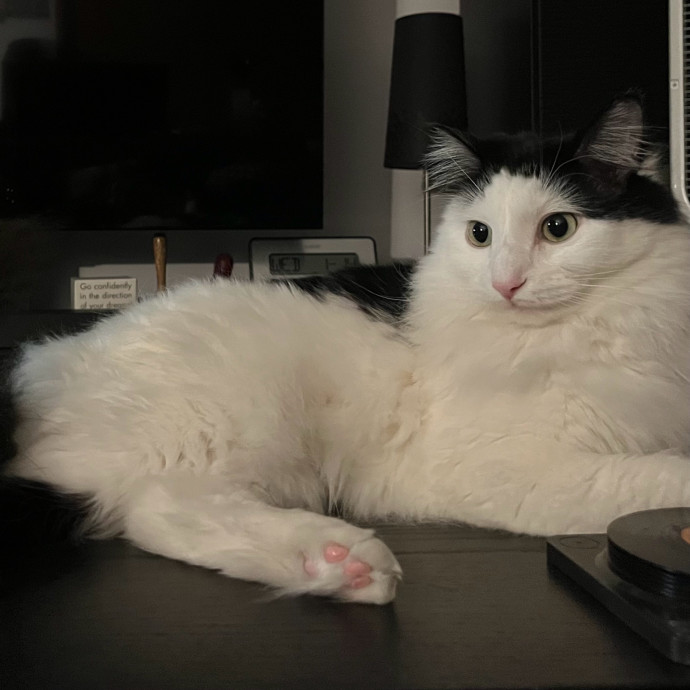 Kind Caring Cat Enthusiast