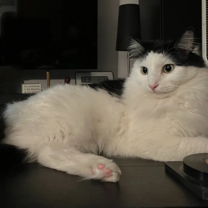 Kind Caring Cat Enthusiast