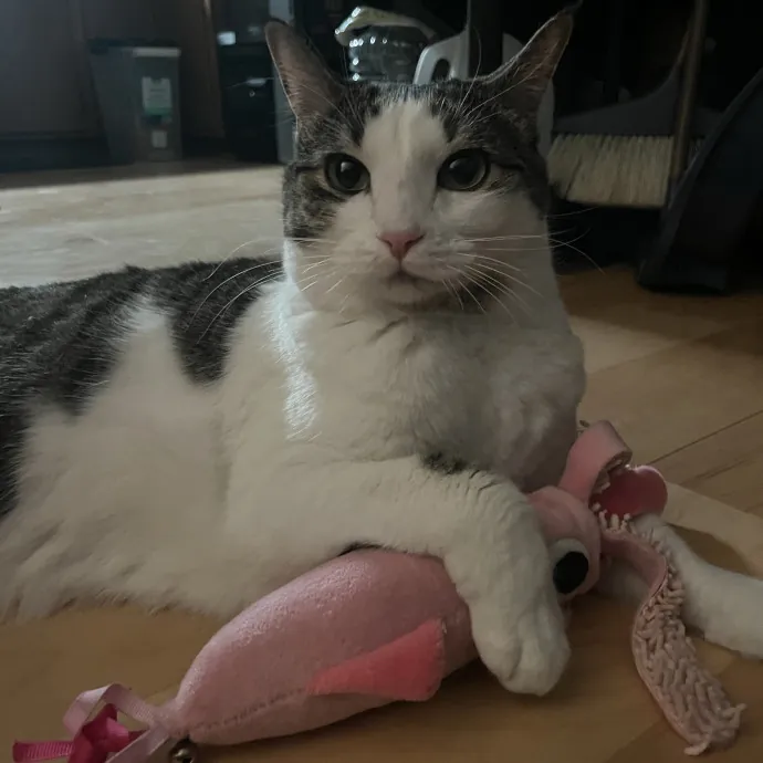 Kind Caring Cat Enthusiast