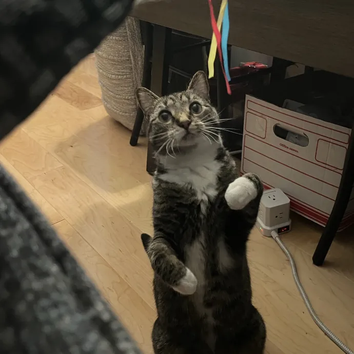 Kind Caring Cat Enthusiast