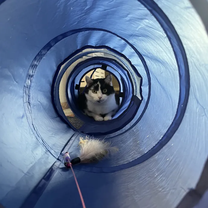 Kind Caring Cat Enthusiast