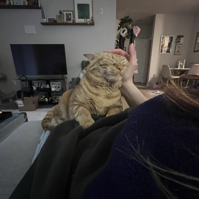 Kind Caring Cat Enthusiast