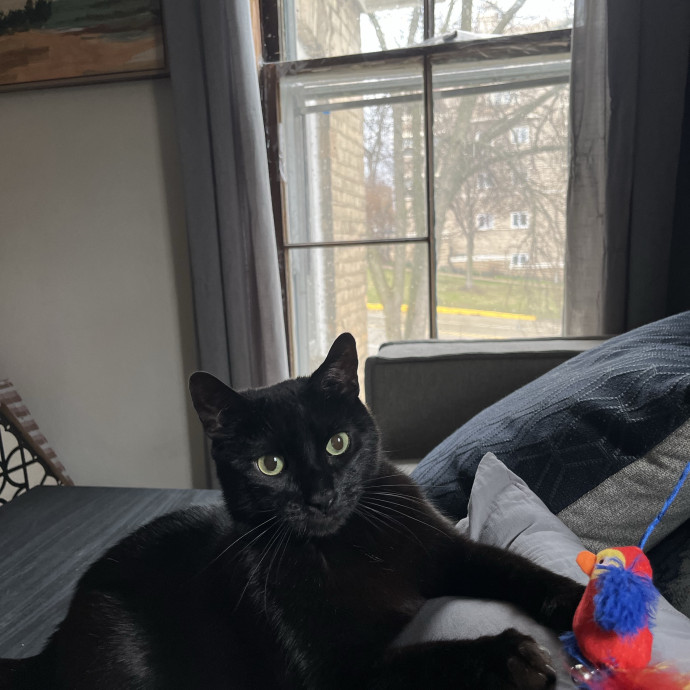 Kind Caring Cat Enthusiast