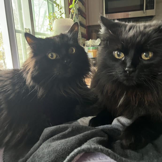 Kind Caring Cat Enthusiast