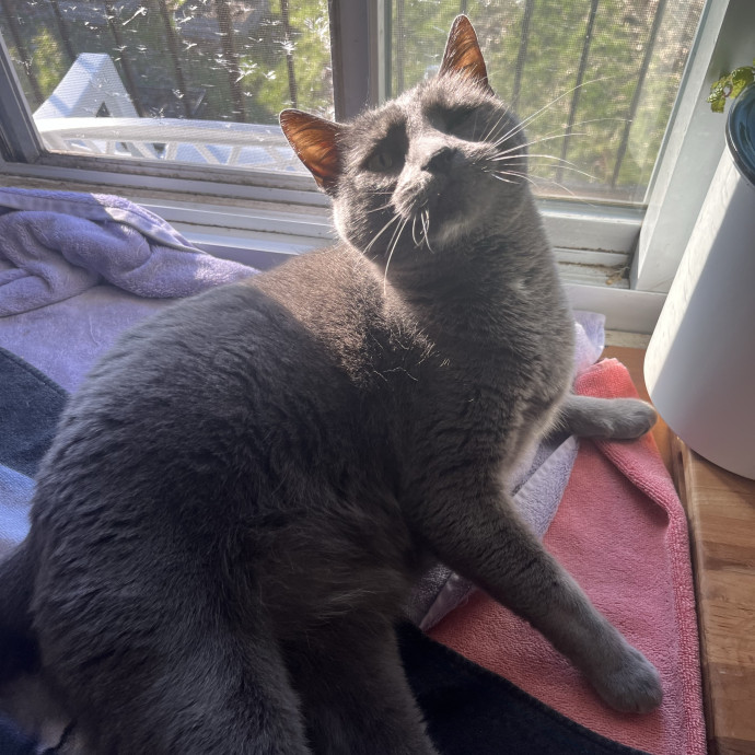 Kind Caring Cat Enthusiast photo 3