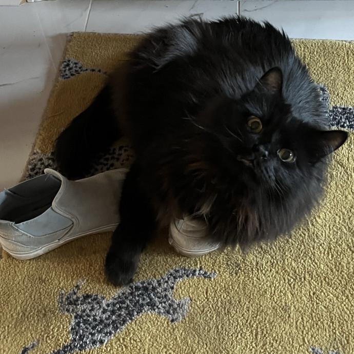 Kind Caring Cat Enthusiast photo 2