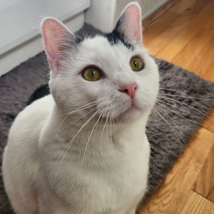 Whiskers And Purrs Cat Sitting