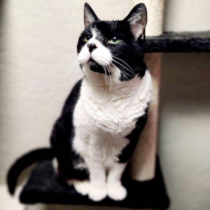 Whiskers And Purrs Cat Sitting
