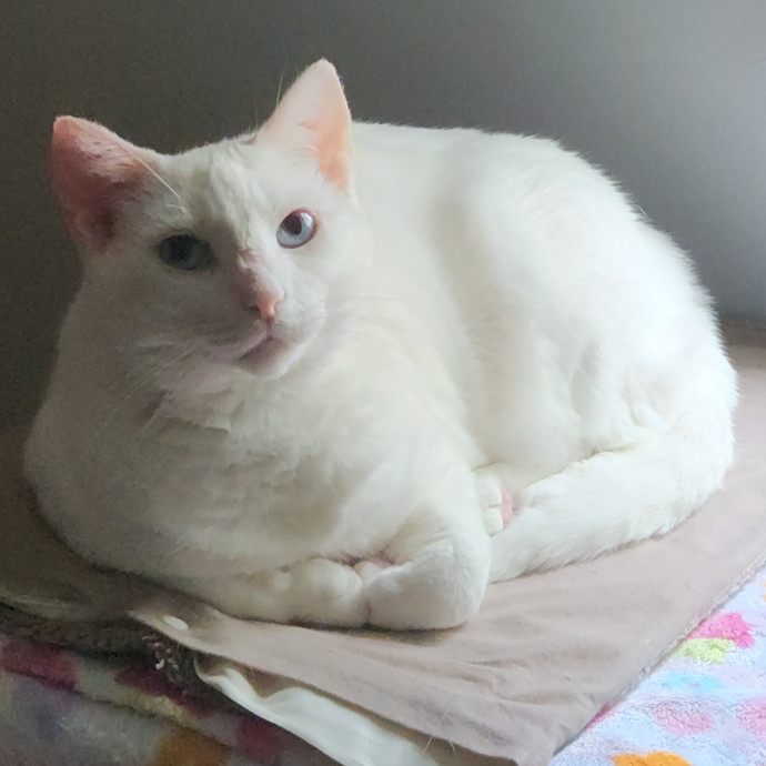 Whiskers And Purrs Cat Sitting photo 2