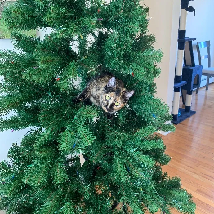 Ready To Cuddle And Love Your Kitties