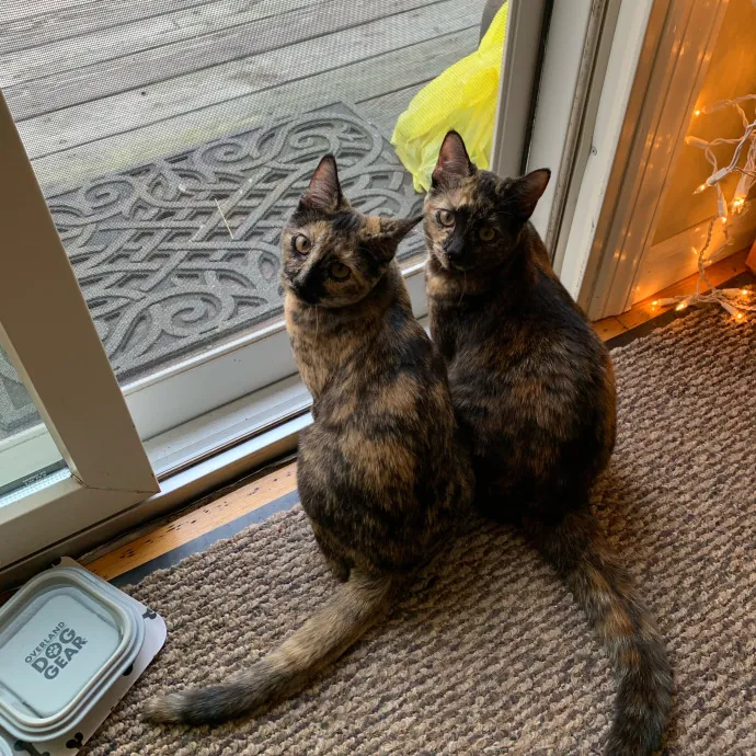 Ready To Cuddle And Love Your Kitties